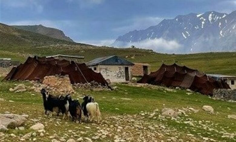 توزیع 6000 تن نهاده دامی بین عشایر استان کرمانشاه
