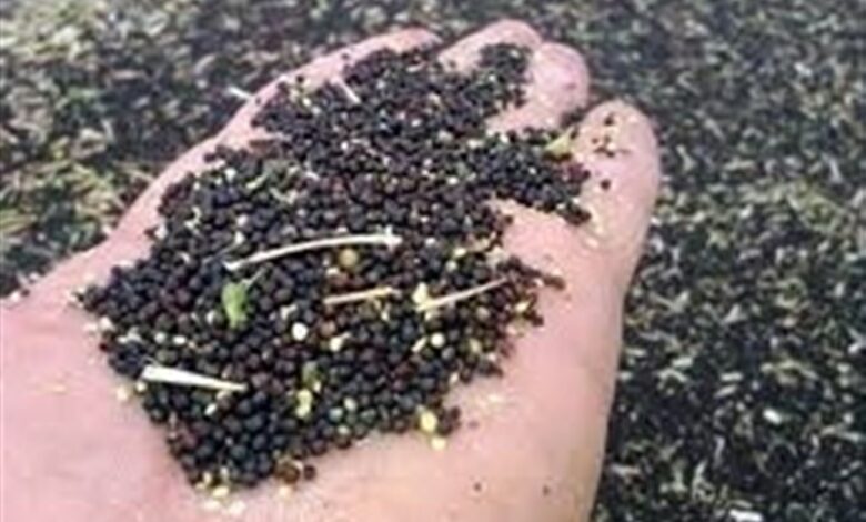 تولید بذر کلزای زمستانی در اردبیل