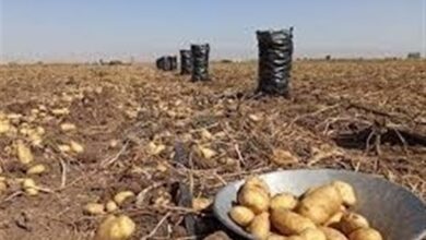 سیب زمینی 29 هزار تومان وارد بازار اردبیل می‌شود