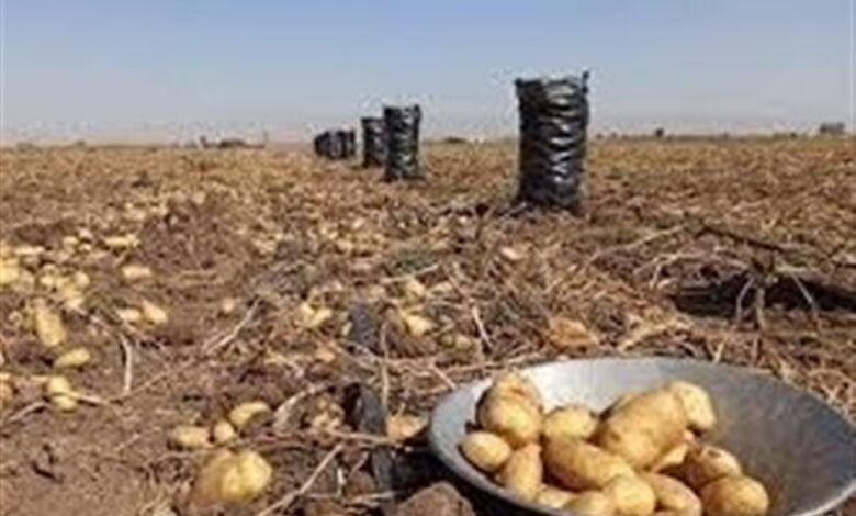 سیب زمینی 29 هزار تومان وارد بازار اردبیل می‌شود