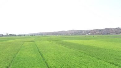 نوازش زمین در شالیزارهای شمال/ حال خوش برنجکاران مازندرانی