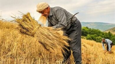 پوشش 600 هزار هکتار از دیمزارهای کرمانشاه در طرح جهش تولید