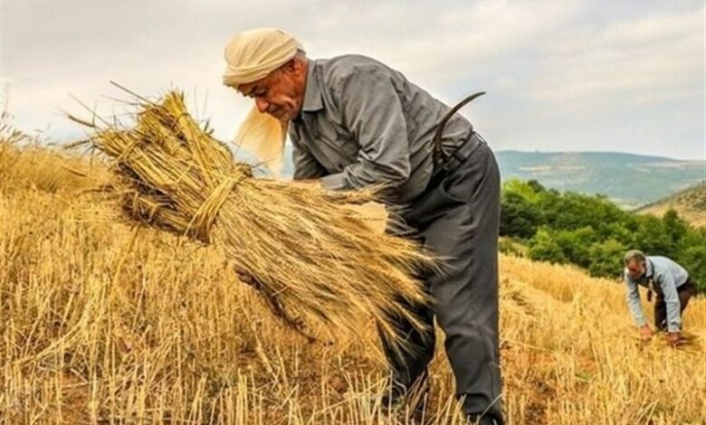 پوشش 600 هزار هکتار از دیمزارهای کرمانشاه در طرح جهش تولید