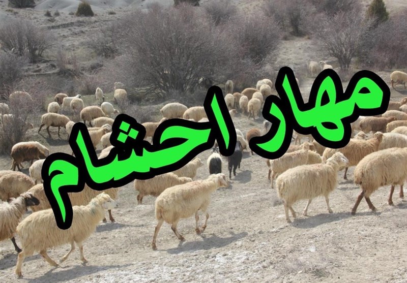 مهار احشام قاچاق 23 میلیاردی در نوار مرزی کردستان