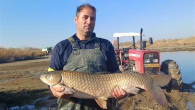 تولید 2500 تن ماهیان گرمابی در پارسآباد / اخبار اردبیل - اخبار استانها