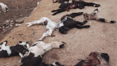 راز حمله به گله جونک؛ پلنگ بود یا گرگ+تصویر / اخبار کهگیلویه و بویراحمد - اخبار استانها