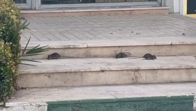 رژه جانوران موذی روی اعصاب مردم پرند، وقتی «موشگیری» در اولویت مدیریت شهری نیست / اخبار استان تهران - اخبار استانها