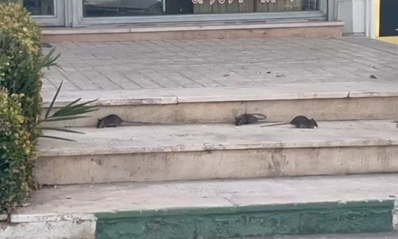 رژه جانوران موذی روی اعصاب مردم پرند، وقتی «موشگیری» در اولویت مدیریت شهری نیست / اخبار استان تهران - اخبار استانها