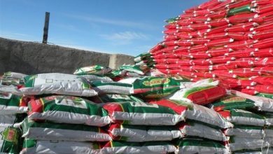 توزیع 13 هزار و 700 تن انواع کود کشاورزی برای کشت پاییزه در بوشهر / اخبار بوشهر - اخبار استانها