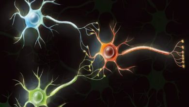 دانشمندان با سلولهای مغز انسان رایانه میسازند / زیسترایانه , سلول مغز , ارگانوئید , هوش ارگانوئیدی , محاسبات زیستی