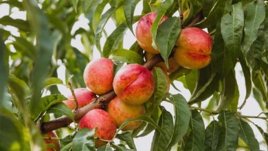 توسعه فناوری تشخیص زمان رسیدن میوه با اسکن برگها توسط محققان اسپانیایی / فناوری کشاورزی , تشخیص رسیدگی میوه , اسکن برگ , دانشگاه اسپانیا , باغداری