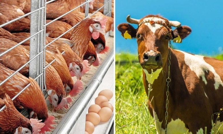 سهمیه بزرگ نهاده دامی در خراسان شمالی/ 3550 تن خوراک دام توزیع شد / اخبار خراسان شمالی - اخبار استانها