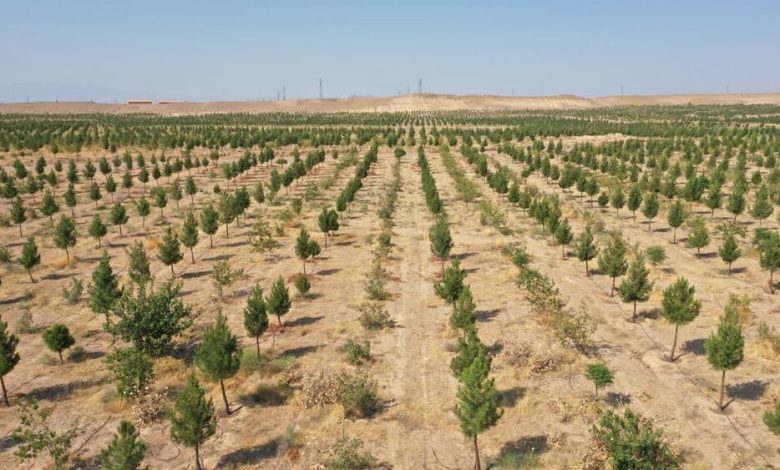 بازدید معاون وزیر جهاد کشاورزی از بزرگترین پارک جنگلی قم / پارک جنگلی قم , معاون وزیر جهاد کشاورزی , آبیاری , پساب تصفیهخانه , منابع طبیعی