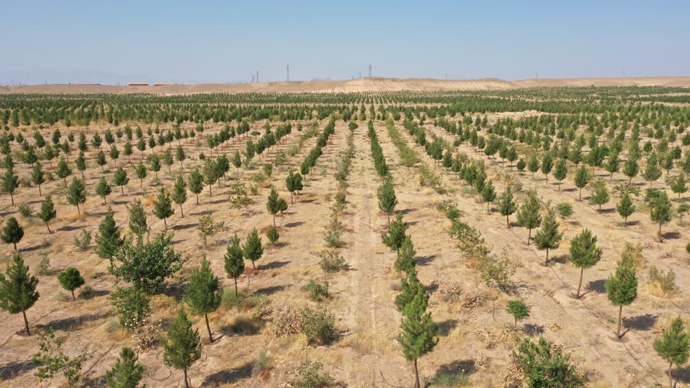 بازدید معاون وزیر جهاد کشاورزی از بزرگ‌ترین پارک جنگلی قم / پارک جنگلی قم , معاون وزیر جهاد کشاورزی , آبیاری , پساب تصفیه‌خانه , منابع طبیعی
