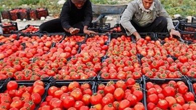 توسعه شبکه توزیع کالاهای اساسی در گلستان/ 5 روستابازار تا پایان سال افتتاح میشود / اخبار گلستان - اخبار استانها