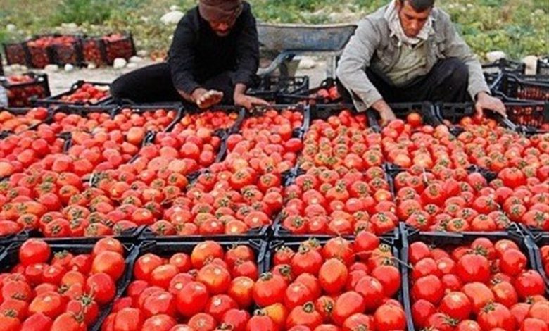 توسعه شبکه توزیع کالاهای اساسی در گلستان/ 5 روستابازار تا پایان سال افتتاح میشود / اخبار گلستان - اخبار استانها