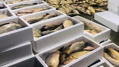 رشد صادرات میگو در ایران؛ سوخت به شناورهای بدون مجوز صید تعلق نمیگیرد / صادرات میگو , شیلات , تولید آبزیان , سوخت صیادی , قیمت آبزیان