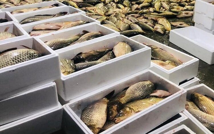 رشد صادرات میگو در ایران؛ سوخت به شناورهای بدون مجوز صید تعلق نمیگیرد / صادرات میگو , شیلات , تولید آبزیان , سوخت صیادی , قیمت آبزیان