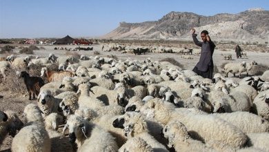 نگاهی به پشت پرده بحران دامداری در سیستان/ گرانی نهاده دام مولد را نابود کرد + فیلم / اخبار سیستان و بلوچستان - اخبار استانها