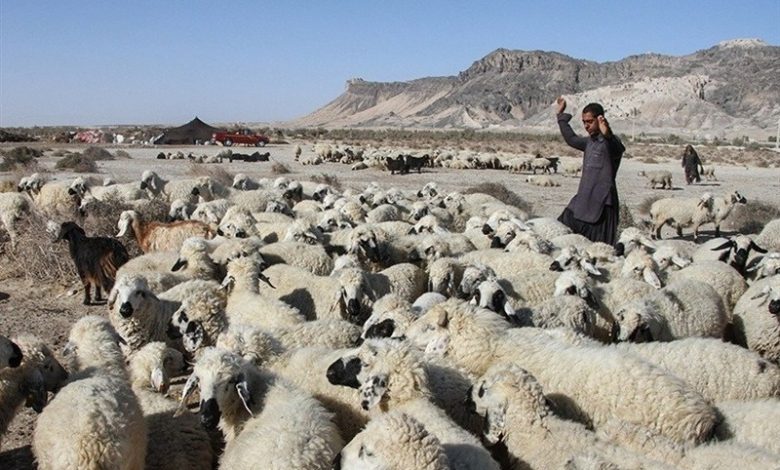 نگاهی به پشت پرده بحران دامداری در سیستان/ گرانی نهاده دام مولد را نابود کرد + فیلم / اخبار سیستان و بلوچستان - اخبار استانها