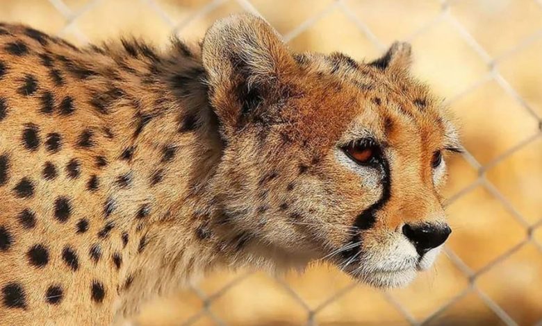 مشاهده 6 یوزپلنگ ایرانی در پناهگاه حیاتوحش میاندشت جاجرم + فیلم / اخبار خراسان شمالی - اخبار استانها