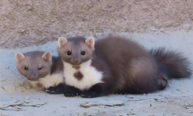 ثبت نخستین مشاهده سمور سنگی در فردوس/ اخبار خراسان جنوبی - اخبار استانها