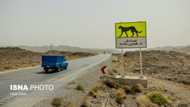 گزارش فنی کاهش تلفات جادهای یوز آسیایی به وزارت راه ارائه شد / یوز آسیایی , تلفات جادهای , وزارت راه , حفاظت از محیط زیست , تصادفات جادهای