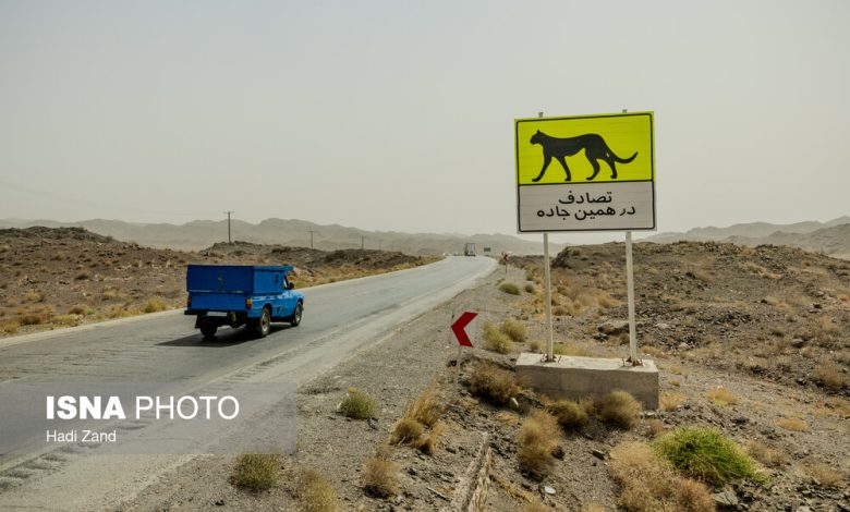 گزارش فنی کاهش تلفات جادهای یوز آسیایی به وزارت راه ارائه شد / یوز آسیایی , تلفات جادهای , وزارت راه , حفاظت از محیط زیست , تصادفات جادهای