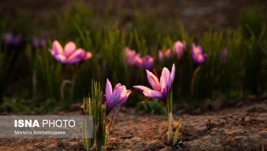 برداشت طلای سرخ از مزارع نیشابور آغاز شد / نیشابور، طلای سرخ، برداشت زعفران، کشاورزی، اقتصاد , , , ,