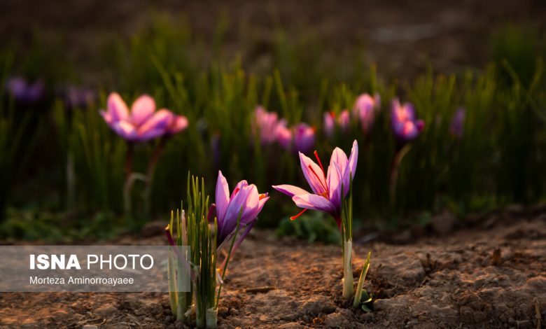 برداشت طلای سرخ از مزارع نیشابور آغاز شد / نیشابور، طلای سرخ، برداشت زعفران، کشاورزی، اقتصاد , , , ,