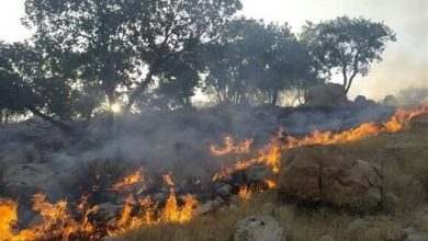 انتقاد نمایندگان از گزارش آتشسوزی جنگلهای هیرکانی / اخبار سیاسی روز , اخبار مجلس