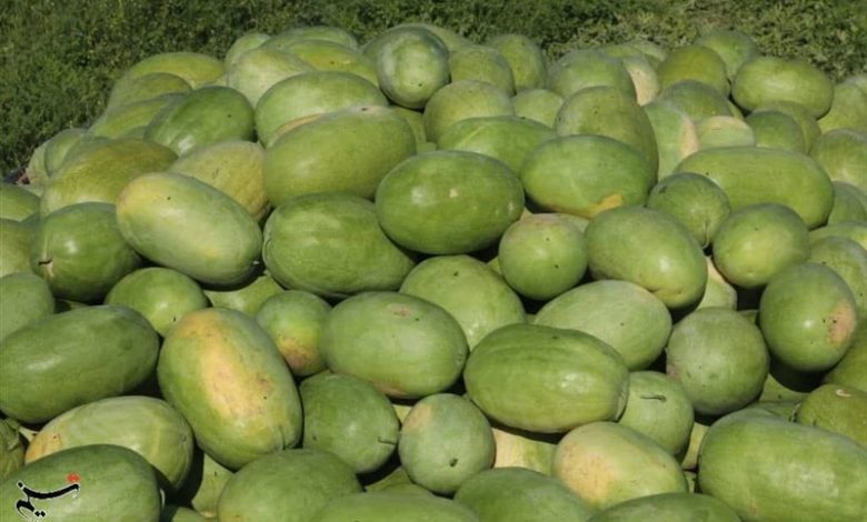 یلدا با طعم هندوانه میناب؛ برداشت محصول خارج از فصل آغاز شد / اخبار هرمزگان - اخبار استانها