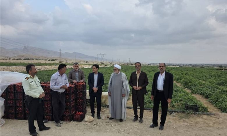 ادامه صادرات محصولات کشاورزی جنوب بوشهر / اخبار بوشهر - اخبار استانها