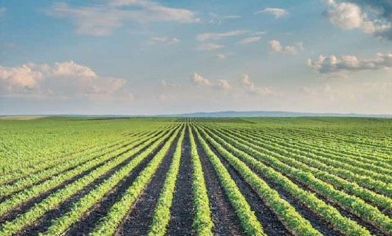 توزیع 3 هزار تن کود فسفات و پتاسیم در سمنان بهصورت عادلانه/ اخبار سمنان - اخبار استانها