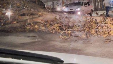 تندباد زمستانی در ایلام؛ کاهش دما تا صفر درجه در مناطق سردسیر / اخبار ایلام - اخبار استانها