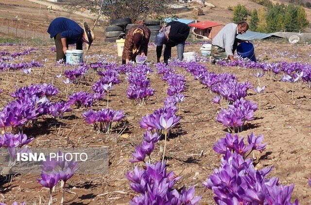 امید تازه کشاورزان آذربایجانغربی: کشت زعفران در سالهای کمآبی / زعفران , آذربایجانغربی , کمآبی , کشاورزی , صادرات