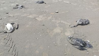 «باکلانها» قربانی صید پره در رودسر/ محیطزیست: حادثه قابل پیشگیری است / اخبار گیلان - اخبار استانها