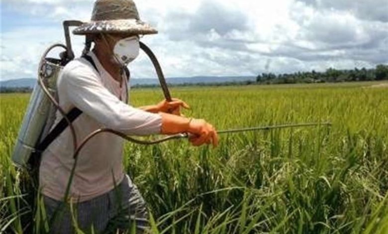 هشدار اجرای مبارزه پاییزه برای کنترل آفات/ اخبار مازندران - اخبار استانها