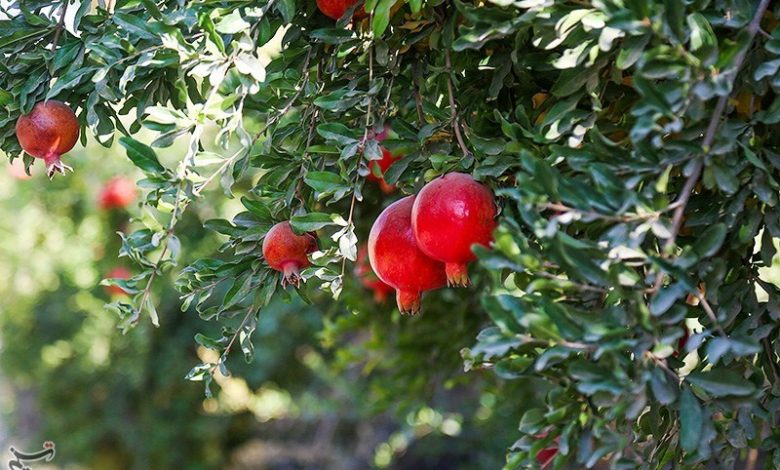 راز طلای سرخ در میانکاله/ محصولی که جای برنج و مرکبات را گرفت/ برگ برنده شمال چیست؟ / اخبار مازندران - اخبار استانها