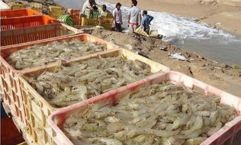 گفتوگو |امضای تفاهمنامه راهبردی برای توسعه حملونقل هوایی محصولات شیلاتی بوشهر / اخبار بوشهر - اخبار استانها