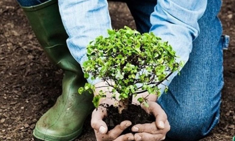 یک میلیارد درخت برای مقابله با تغییر اقلیم/ طرح ملی ایران تا 1408 ادامه دارد / اخبار البرز - اخبار استانها