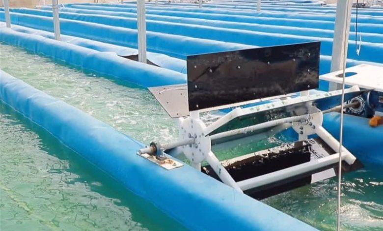 طلای سبز در شاهرود؛ روایت تولد یک صنعت دانشبنیان از دانشگاه تا بازار / اخبار سمنان - اخبار استانها