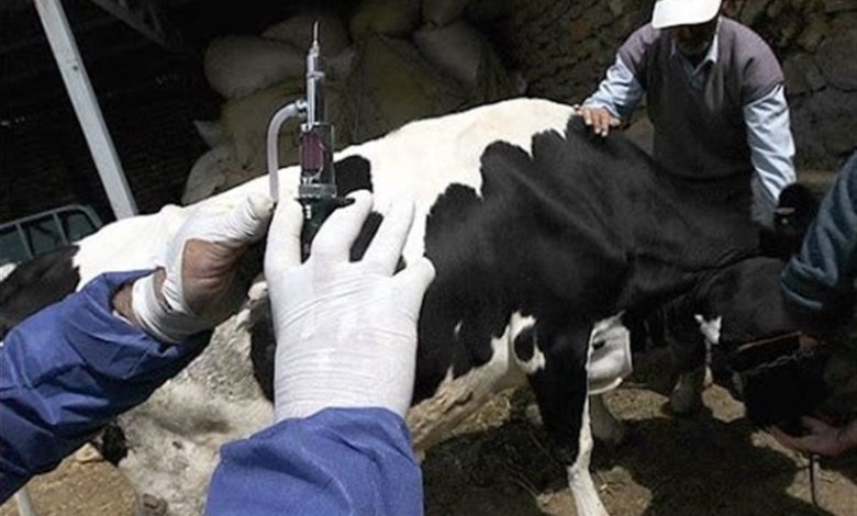 رئیس سازمان دامپزشکی: تب‌ برفکی در ایران کنترل شد/ پاندمی‌های جدید محتمل ا‌ست / اخبار سمنان - اخبار استانها