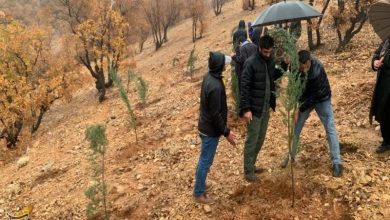 نهالکاری در سایه مادر در یاسوج برگزار شد؛ تولید 800 هزار اصله نهال+تصاویر / اخبار کهگیلویه و بویراحمد - اخبار استانها