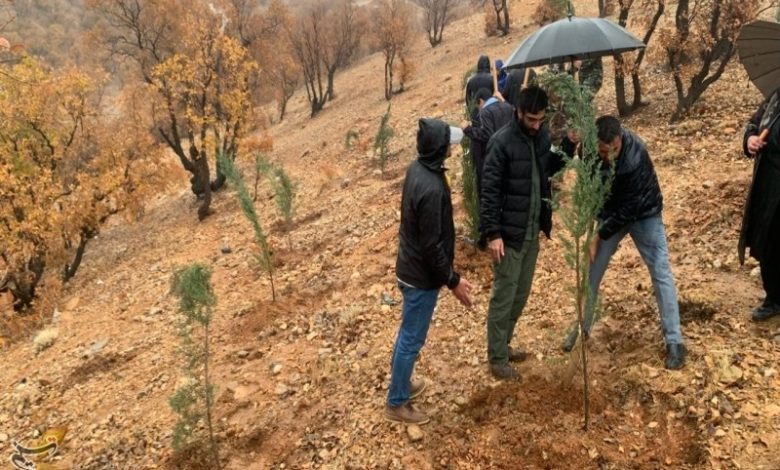 نهالکاری در سایه مادر در یاسوج برگزار شد؛ تولید 800 هزار اصله نهال+تصاویر / اخبار کهگیلویه و بویراحمد - اخبار استانها