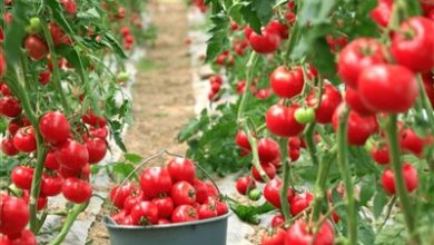 800 خانوار خراسان جنوبی از کشتهای گلخانهای بهرهمند شدند / اخبار خراسان جنوبی - اخبار استانها