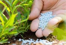 توزیع 81 درصد کود شیمیایی سهمیه چهارمحال و بختیاری / اخبار چهارمحال و بختیاری - اخبار استانها