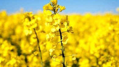 ِآغاز کشت 422 هکتار کلزا در خراسان شمالی/ حرکت به سمت خودکفایی تولید روغن / اخبار خراسان شمالی - اخبار استانها