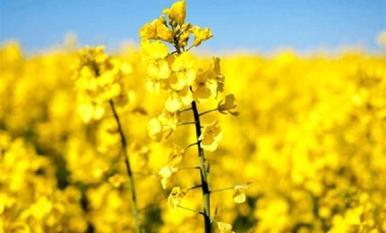 ِآغاز کشت 422 هکتار کلزا در خراسان شمالی/ حرکت به سمت خودکفایی تولید روغن / اخبار خراسان شمالی - اخبار استانها