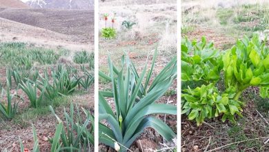 100 هکتار به سطح زیر کشت گیاهان دارویی چهارمحال و بختیاری اضاف شد / اخبار چهارمحال و بختیاری - اخبار استانها